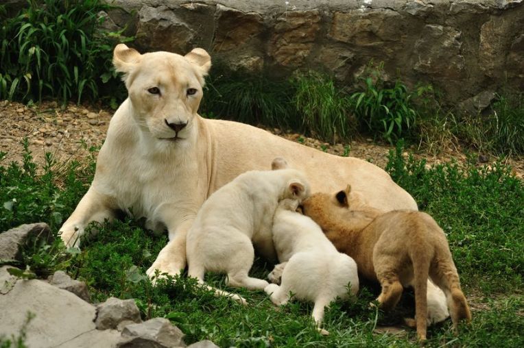 Milking a Lion