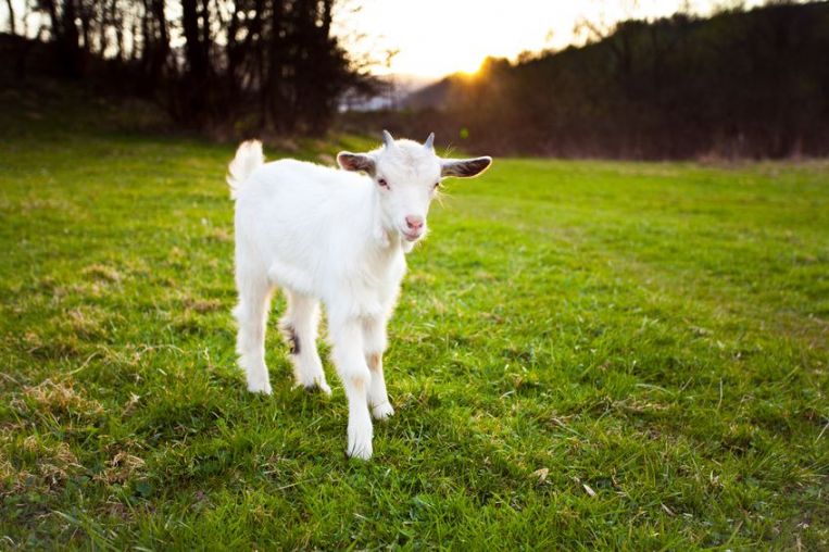 Milking a Goat