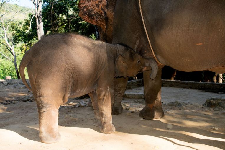 Milking an Elephant