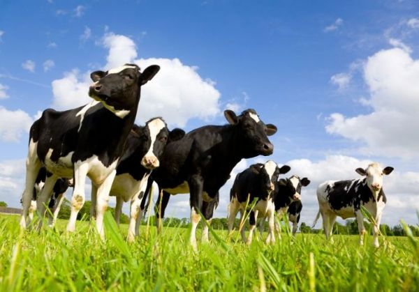 Animals you can milk